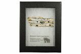Mammoth Molar Slice With Case - South Carolina #349977-2